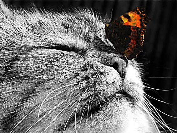 Милый Мурчик