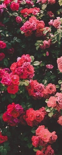 Анастасия Микус-Семёнова