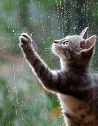 Асель Дауренкызы