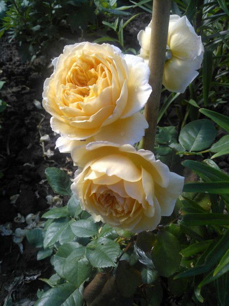 Татьяна Романова