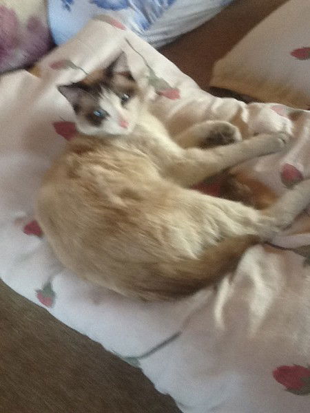 Марина Соколова