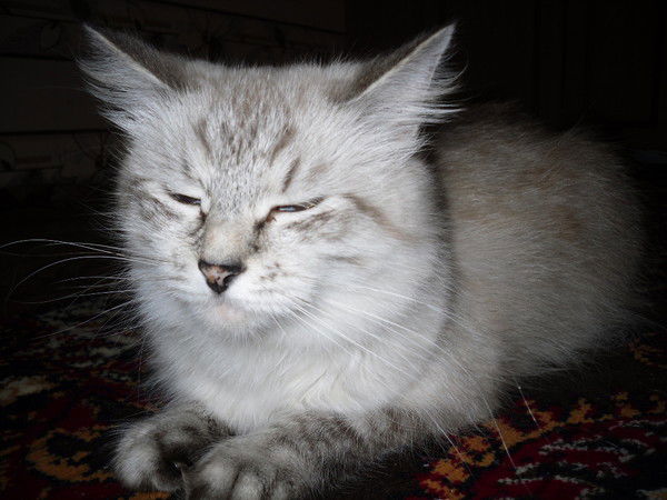 Вера Лузина