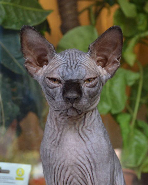 Елена Гончарова