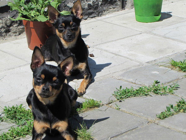 Ирина Черепанова