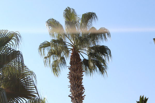 Ксения Пронина