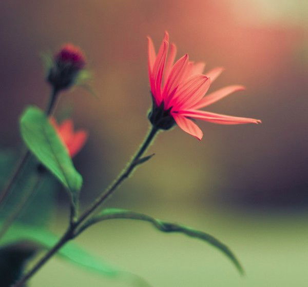 Ксения Скрипилина