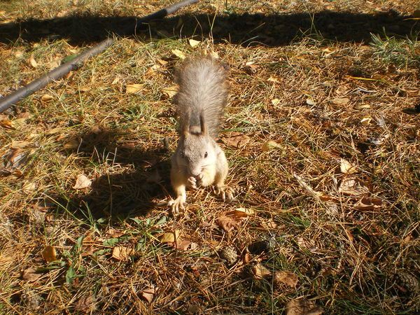 Наталья Горшкова