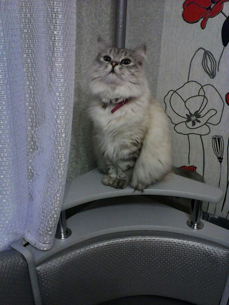 Наталия Родгамель