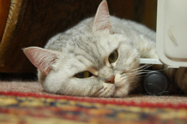 Михаил Меняйлов