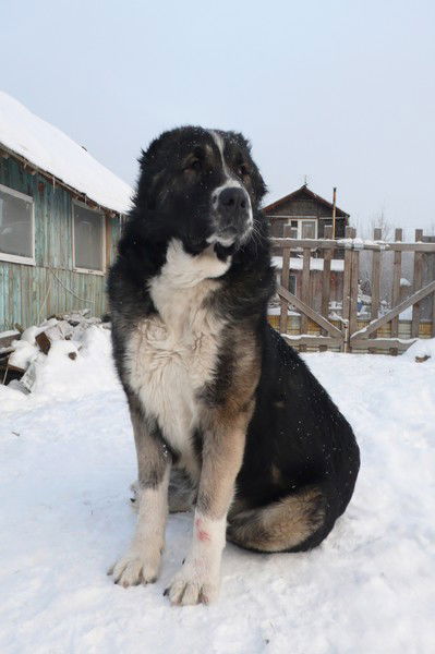 Николай Бессфамильнов