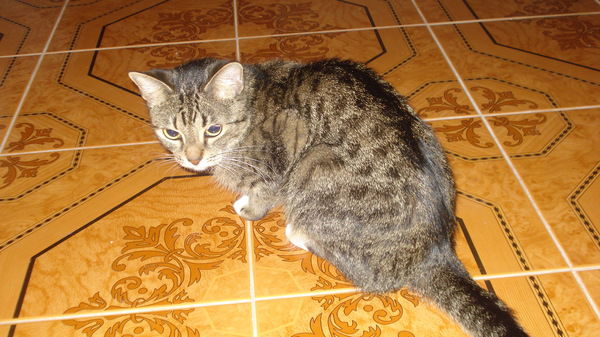 Олег Магницкий