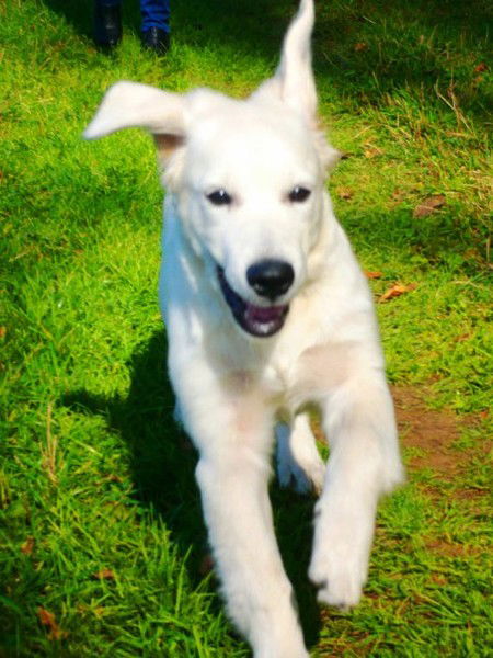 Юрий Шелухин