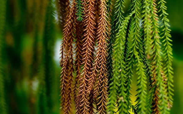 Ирина Балагуц