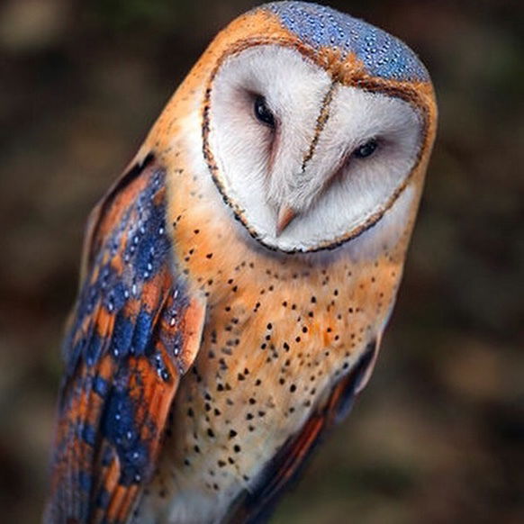 Сергей Шестернин