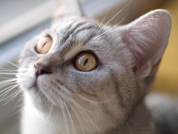 Коваль Олег