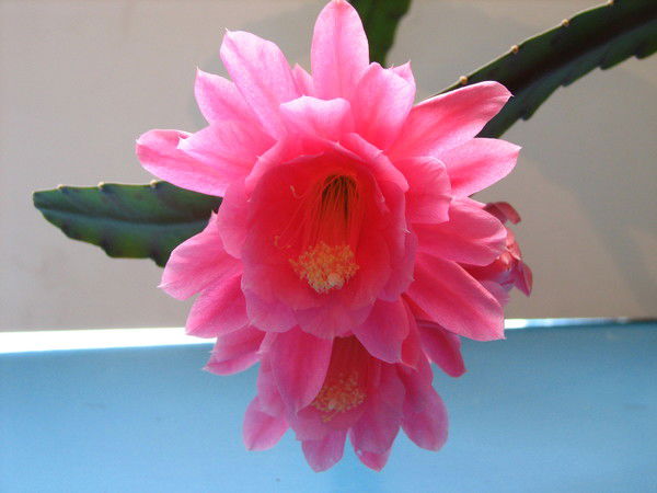 Ирина Есипова