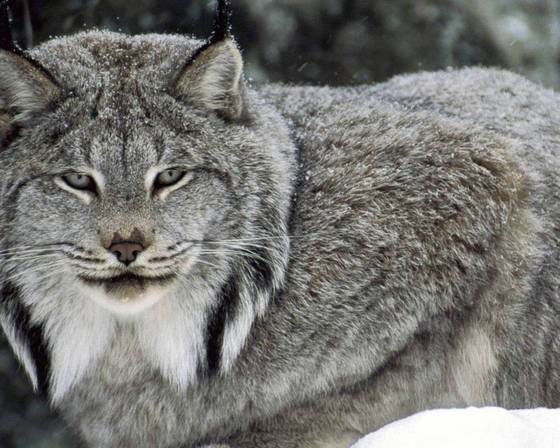 Габият Щиллаева