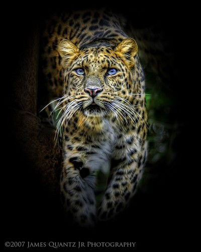 Вовка Линкор