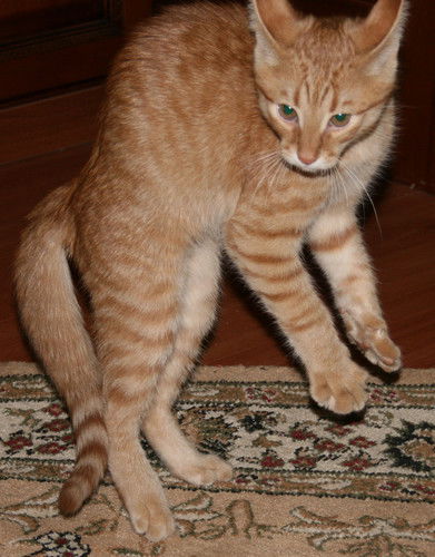 Татьяна Естюнина