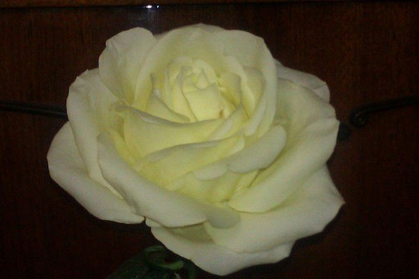 Светлана Якубова