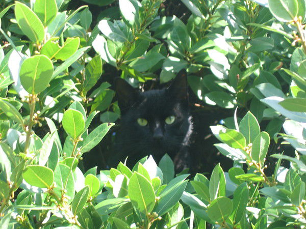 Александр Стовпник