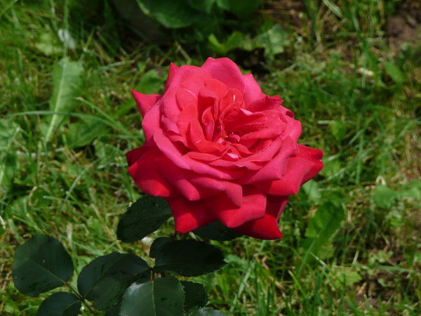 Дарья Чепур