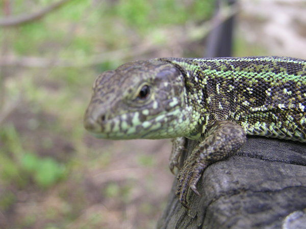 Сергей Суржин