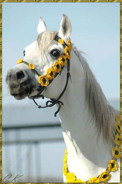 Наталья Свистунова