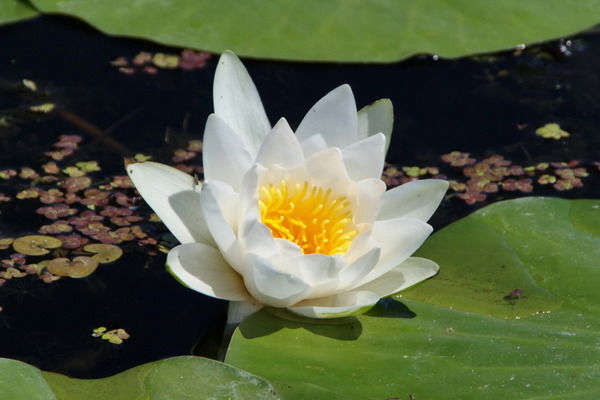 Надежда Коваленко