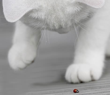 Дарья Борисова