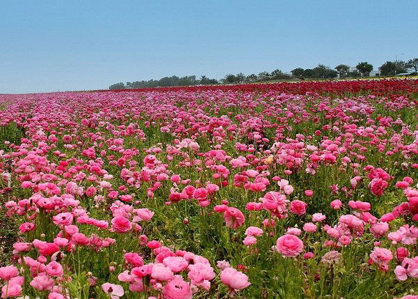 Надежда Нагибина