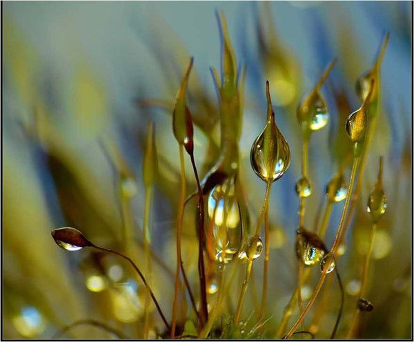 Мария Карпунина