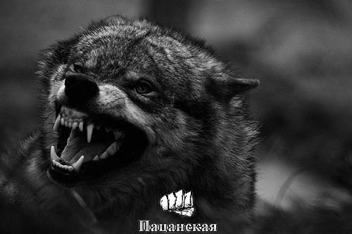 Габит Абилов