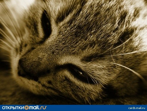 Вика Савельева