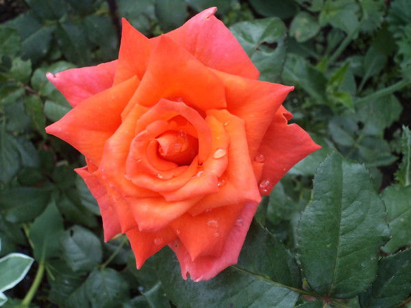 Румия Салахова