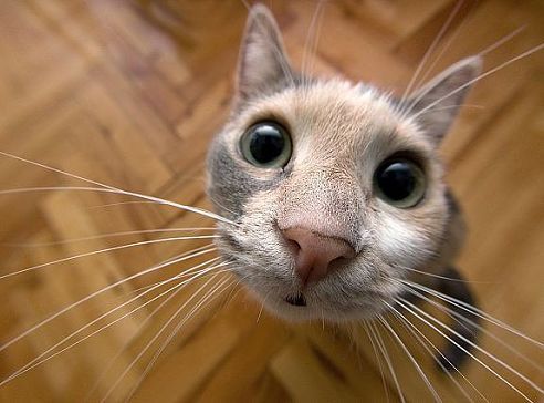 Сорокин Руслан