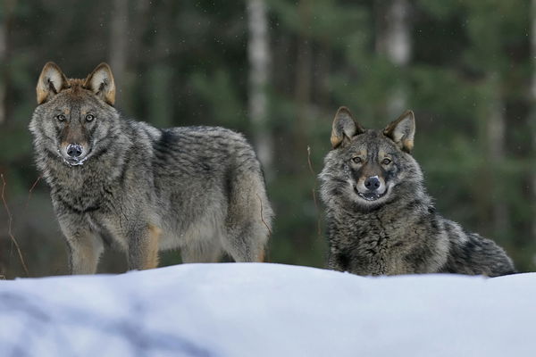 Сергей Бобкин