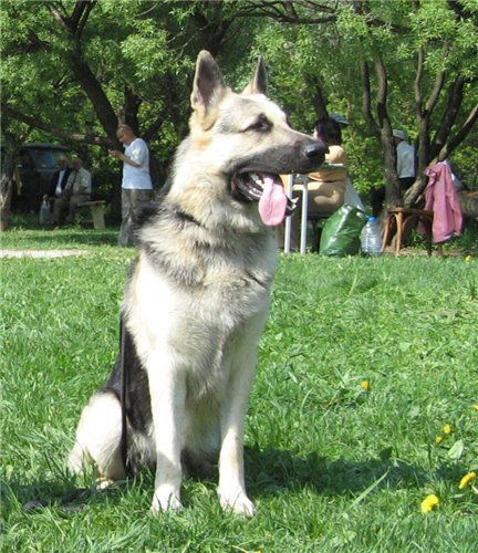 Дмитрий Шукуров