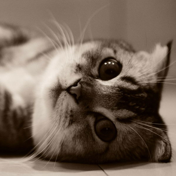 Лиля Соколова