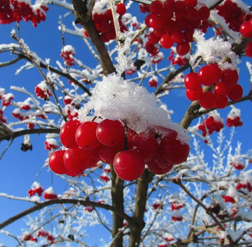 И Рая,и Несибели Бермагамбетова