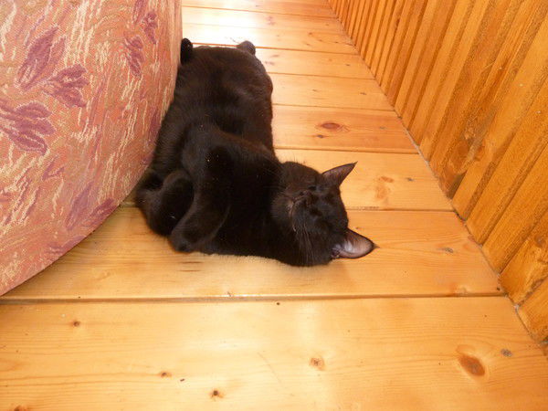 Александр Стоша