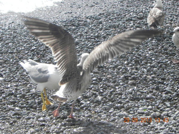 Наталия Кочерешко