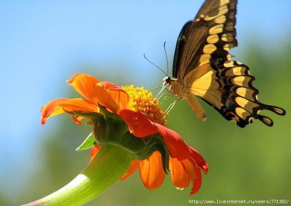 Елена Никогда