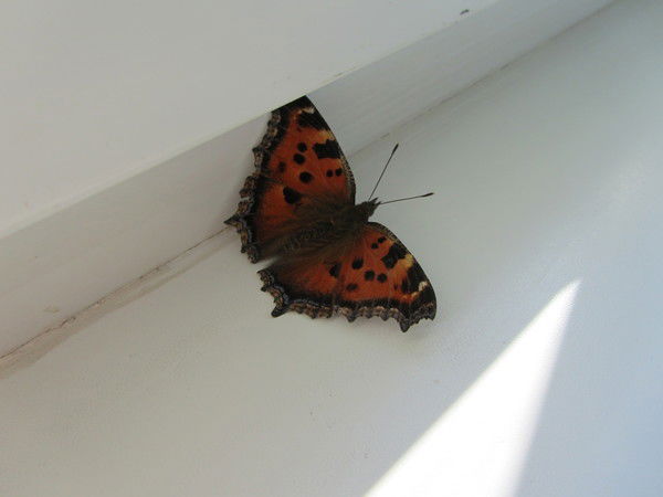 Ирина Грабовская