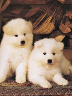 Игорь Сорокин