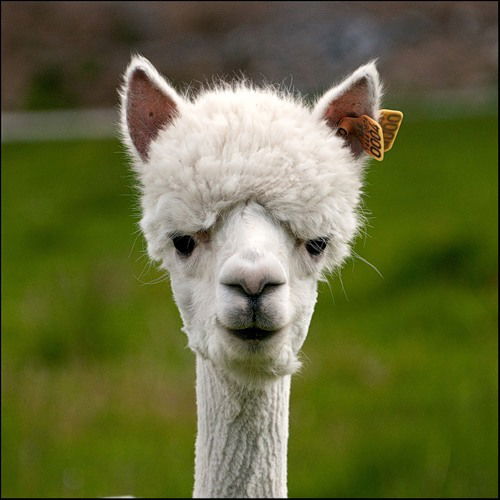 Сергей Патутин