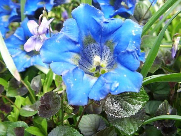 Надежда Власова