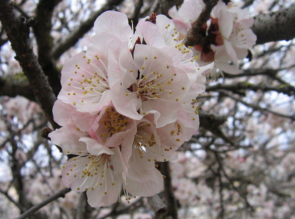 Эльвира Сасина