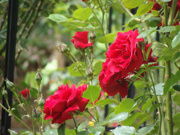 Анжелика Кунгейбаева