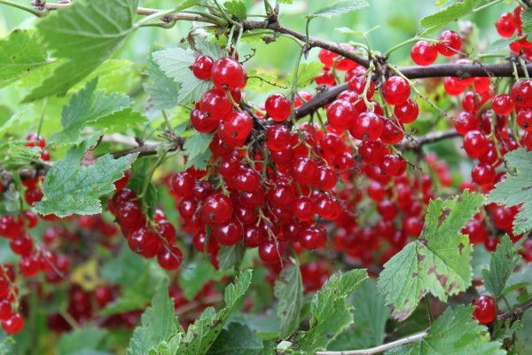 Джеффри Чосер